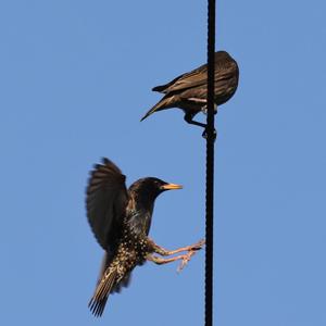 Common Starling