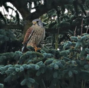 Common Kestrel