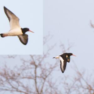 Eurasian Oystercatcher