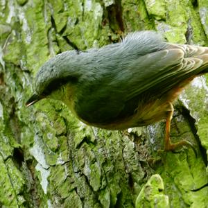 Wood Nuthatch