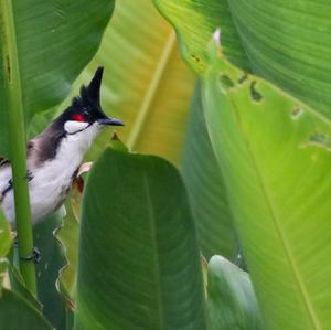 Red-whiskered Bulbul