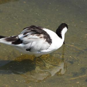 Pied Avocet