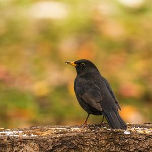 Eurasian Blackbird