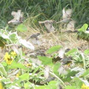 Eurasian Tree Sparrow