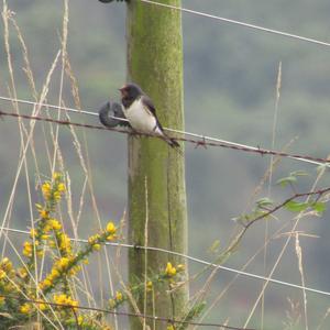 Barn Swallow