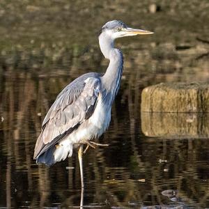 Grey Heron