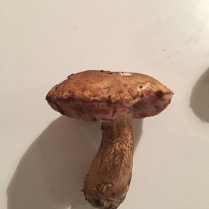 Bitter Bolete