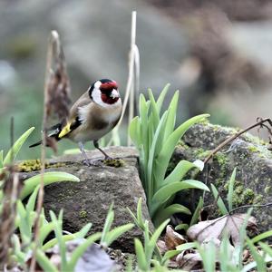 European Goldfinch