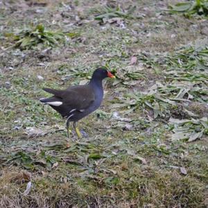 Common Moorhen