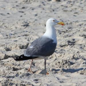 Herring Gull