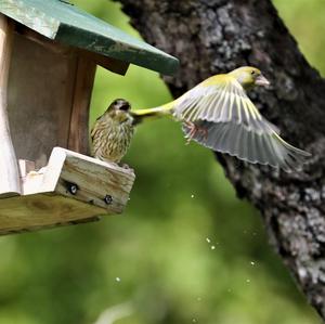 European Greenfinch