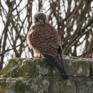 Common Kestrel