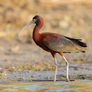 Glossy Ibis