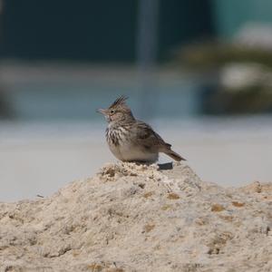 Thekla Lark