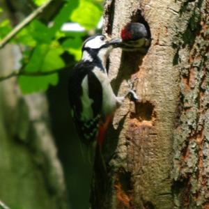 Great Spotted Woodpecker