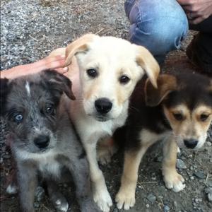 Unknown Breed