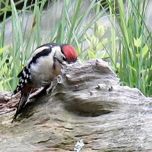 Great Spotted Woodpecker