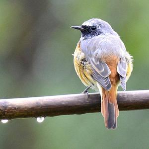 Common Redstart