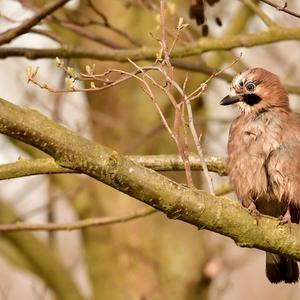 Eurasian Jay