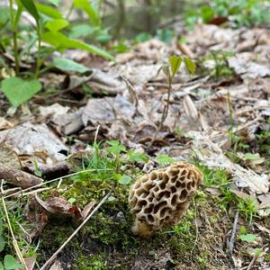 Yellow Morel