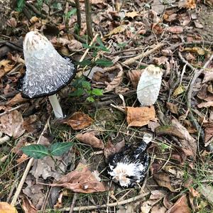 Shaggy Mane