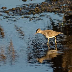 Common Sandpiper