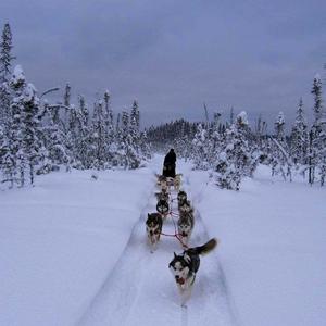 Siberian Husky