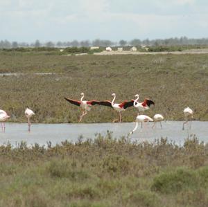 Greater Flamingo