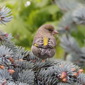 European Greenfinch