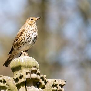 Song Thrush