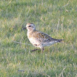 Eurasian Golden Plover