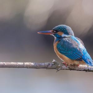 Common Kingfisher