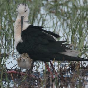 Black-winged Stilt