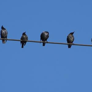 Common Starling