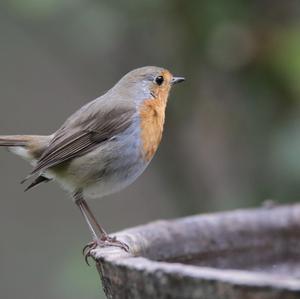 European Robin