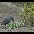 Carrion Crow