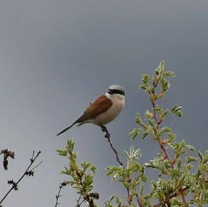 Red-backed Shrike