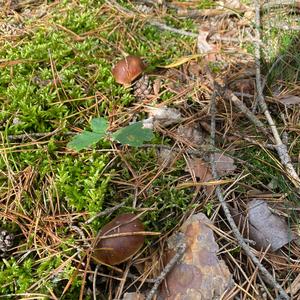 Bay Bolete