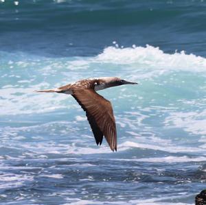 Blue-footed Booby