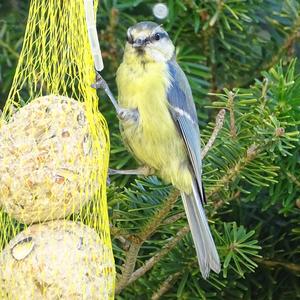 Blue Tit