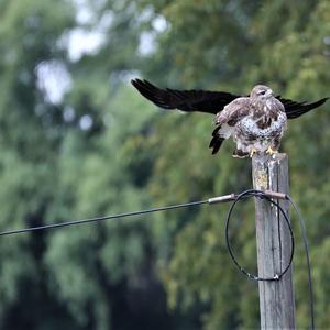 Mäusebussard