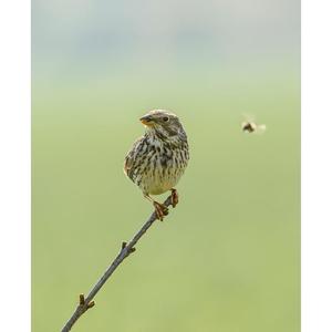 Corn Bunting