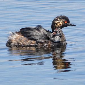 Black-necked Grebe