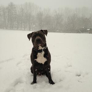 American Staffordshire Terrier