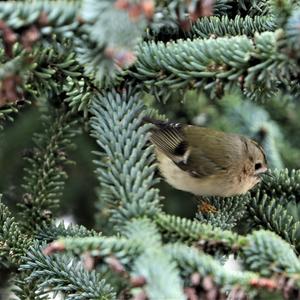 Goldcrest