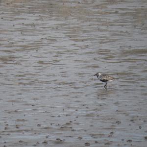 Eurasian Golden Plover