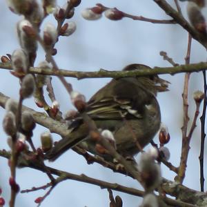 Eurasian Chaffinch