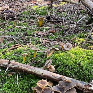 Trumpet Chanterelle