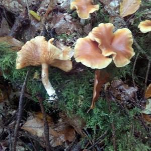 False Chanterelle