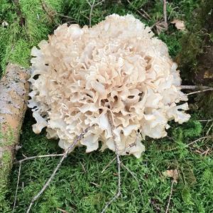 Eastern Cauliflower Mushroom